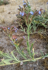 Anchusa officinalis