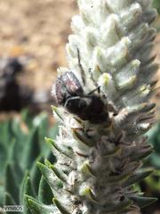 Phylica spicata spicata