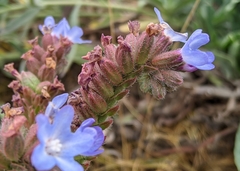Anchusa officinalis