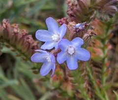 Anchusa officinalis
