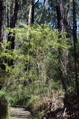 Acacia verticillata verticillata