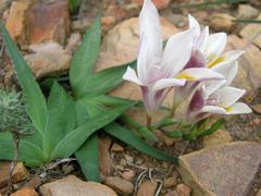 Freesia caryophyllacea