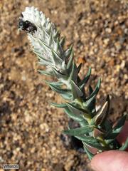 Phylica spicata spicata