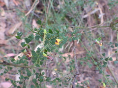 Bossiaea obcordata