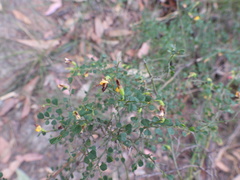 Bossiaea obcordata