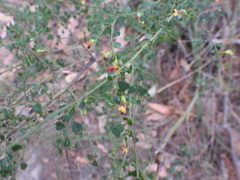 Bossiaea obcordata