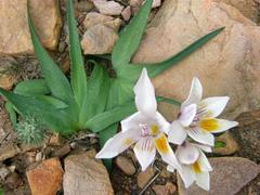 Freesia caryophyllacea
