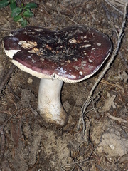 Russula integra