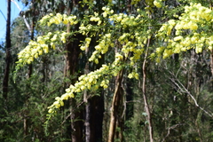Acacia verticillata verticillata