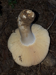 Russula integra