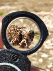 Oedipoda charpentieri