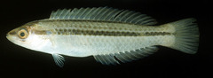 Blue-Spot V-Wrasse photo 3