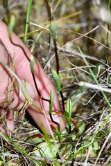 Disa flexuosa