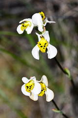 Disa flexuosa