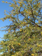 Cephalotelium macowanianum