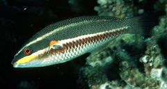 Bluelined Wrasse photo 2