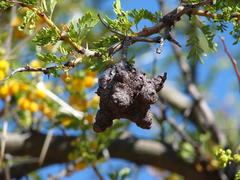 Cephalotelium macowanianum