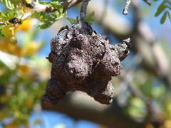 Cephalotelium macowanianum