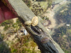 Ischnochiton oniscus