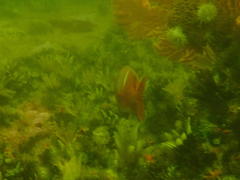 Chrysoblephus laticeps