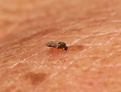 Culicoides