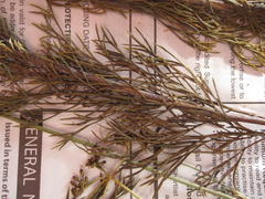 Notobubon ferulaceum
