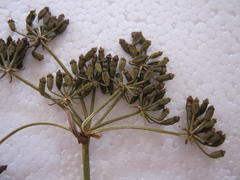 Notobubon ferulaceum