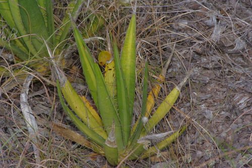Image of Thorn-Crested Agave (Agave lophantha) by (c) Michelle W. （鍾偉瑋）, some rights reserved (CC BY)
