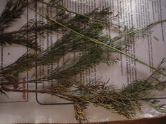 Notobubon ferulaceum