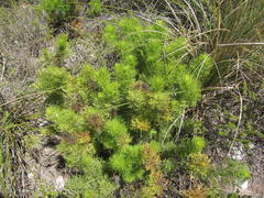 Notobubon ferulaceum