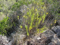 Notobubon ferulaceum