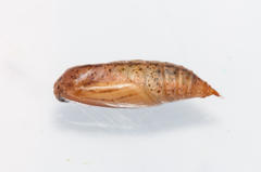 Chlorocoma didita