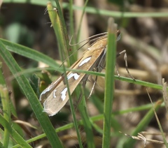 Diastictis