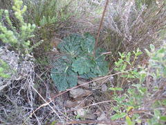 Lichtensteinia latifolia