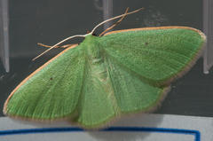 Chlorocoma didita