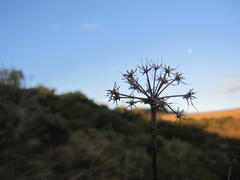Lichtensteinia latifolia