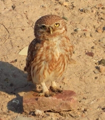 Athene noctua indigena