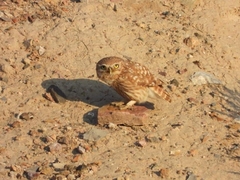 Athene noctua indigena