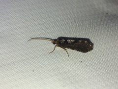 Polyplectropus