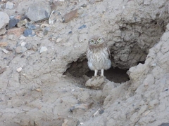 Athene noctua indigena