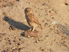 Athene noctua indigena
