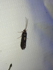 Polyplectropus