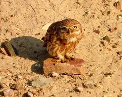 Athene noctua indigena
