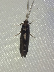 Polyplectropus