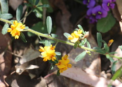 Pultenaea retusa