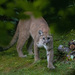 North American Mountain Lion - Photo (c) jbartlett79, some rights reserved (CC BY), uploaded by jbartlett79