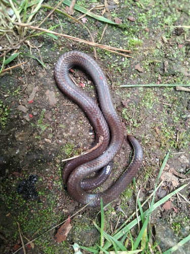 Photo of a Travancore Hills Thorntail Snake (Platyplectrurus madurensis)