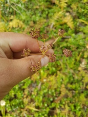 Ostericum tenuifolium