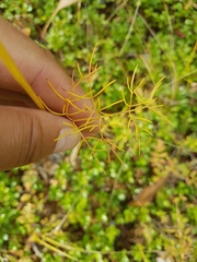 Ostericum tenuifolium