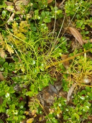 Ostericum tenuifolium
